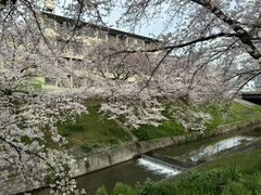 -奈良公园