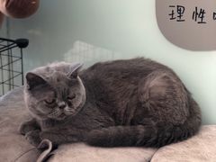 -平行世界·猫咖(首经贸店)