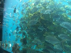 -瑞德姆美人鱼海底演艺主题餐厅(亚龙湾店)