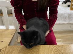 -李小姐の猫咖啡馆(五角场店)