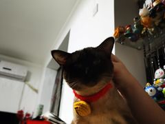 -宠爱国际动物医院· 猫科· 外科·中兽医(长白店)