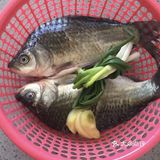 人人都是美食家之好鲜的野生鲫鱼汤