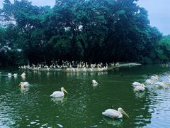 -广州长隆飞鸟乐园