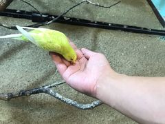 -上海大自然野生昆虫馆(东方明珠·爬宠昆虫探索中心)