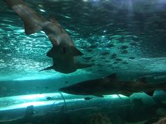 -悉尼海洋生物水族馆