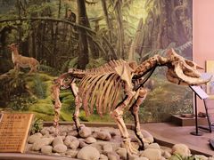 -陕西自然博物馆