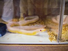 -酷以爬仙阁实体爬宠店·守宫·蜥蜴·专业繁育