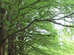 -上海共青森林公园