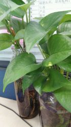 点击看大图 android_upload_pic-周大福CHOW TAI FOOK(南京东路永安百货店)