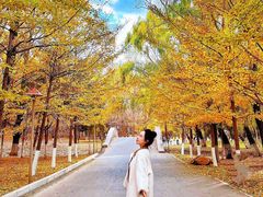 -长白岛森林公园