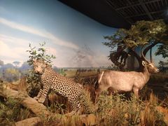 -陕西自然博物馆