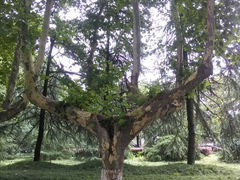 android_upload_pic-扬州大学(扬子津校区)