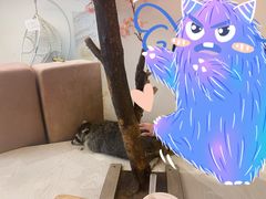 -浣熊柯尔鸭土拨鼠·电玩咖