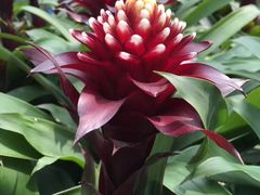 -上海鲜花港