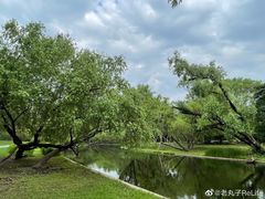 -上海共青森林公园