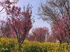 -古柏渡丰乐樱花园