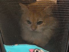 -萌兽医馆·犬猫专科·眼科中心·宠物医院(朝阳门分院)