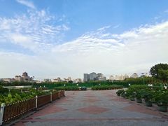 -莲花池公园