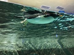 -成都浩海立方海洋公园