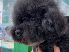 -瑞派动物医院·猫专科·至诚(江南中分院)