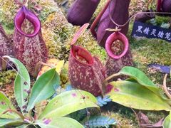 -中国科学院西双版纳热带植物园