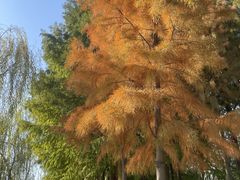 -合肥滨湖国家森林公园