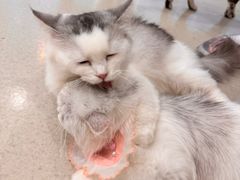 -共舞时光猫咖·狗咖(新街口店)