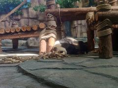 -泉州海丝野生动物世界