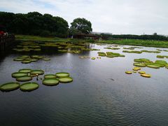 -荷塘月色湿地公园·向阳花洲