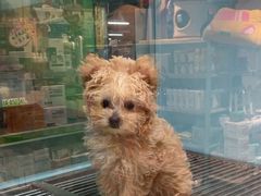 -FAELING PETS美天灵宠物(合生汇店)