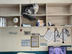 -虹泰宠物医院 ·旗舰店·24h(南秀路店)