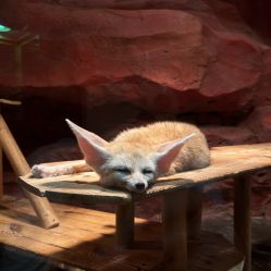 -Zoolung Zoolung动物主题公园(海信广场店)