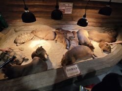 -Zoolung Zoolung动物主题公园(海信广场店)