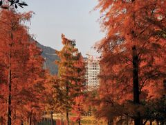 -飞来湖湿地公园