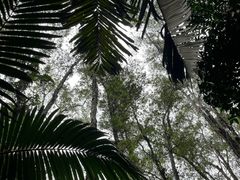 -中国科学院华南植物园