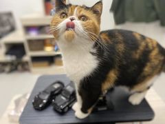 -瑞派康怡24h宠物医院·犬猫医疗中心·微创绝育(瑞景分院)