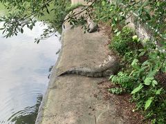 -广州长隆飞鸟乐园