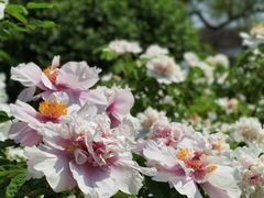 -洛阳市隋唐城遗址植物园