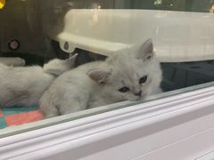 -糯米喵星人·撸猫猫舍咖啡馆(西市场嘉华店)