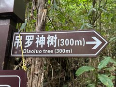 -海南热带雨林国家公园吊罗山景区