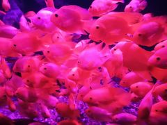 -左海海底世界