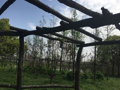 -田园东方蜜桃村的田野营地