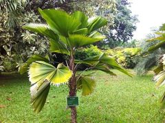 -西双版纳原始森林公园