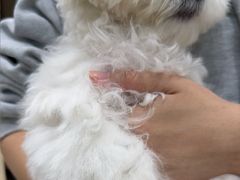 -安安宠医宠物医院·异宠·犬猫内科(岳阳分院)