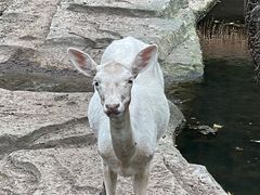 -沈阳森林动物园