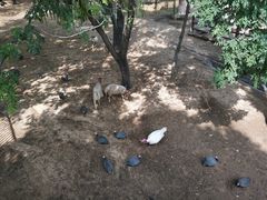 -石家庄市动物园