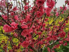 -南汇桃花村