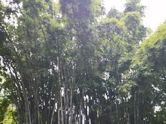 -黄埔油麻山森林公园