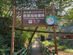 -西双版纳原始森林公园