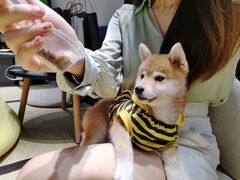 -逗柴咖啡屋·狗咖猫咖宠物桌游